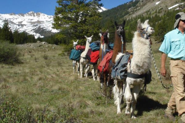 Pack out to see alpacas!